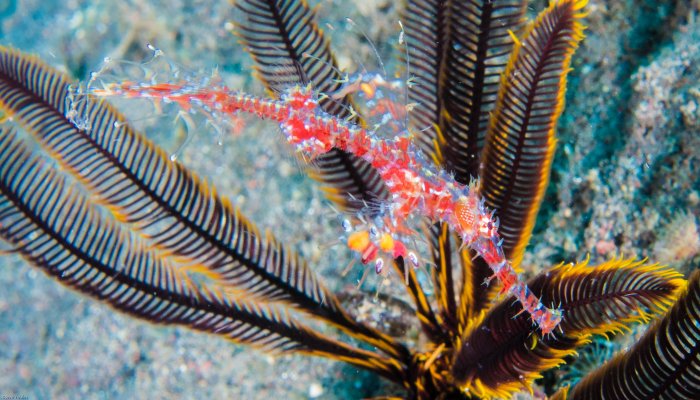 Red Ornate Ghost Pipefish